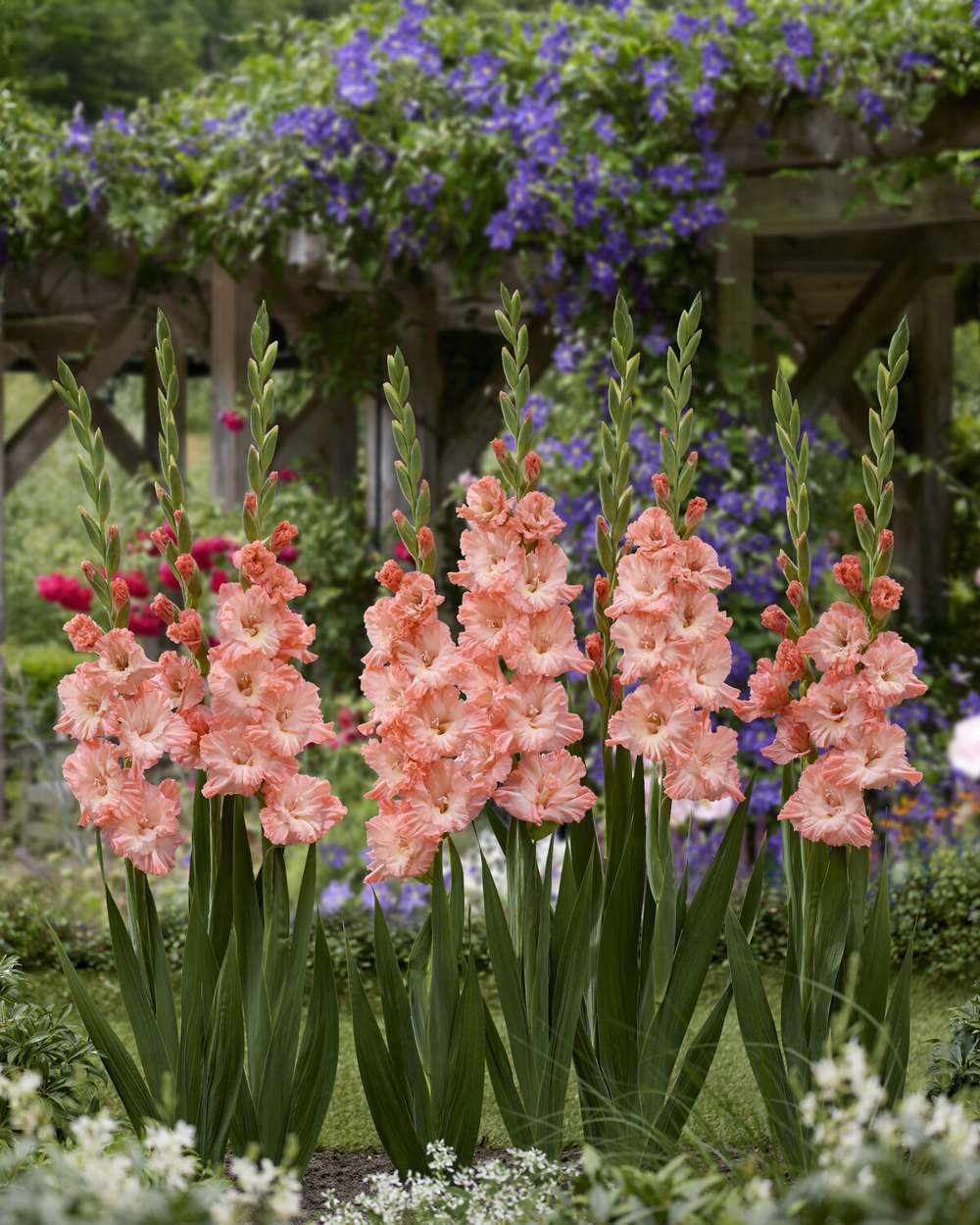 Gladiolus 'Blushed Look®'